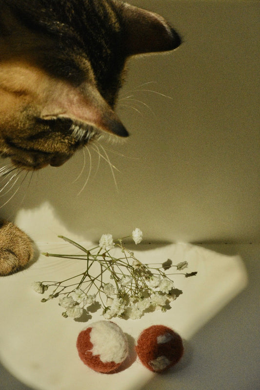 How often you should play with your cat?