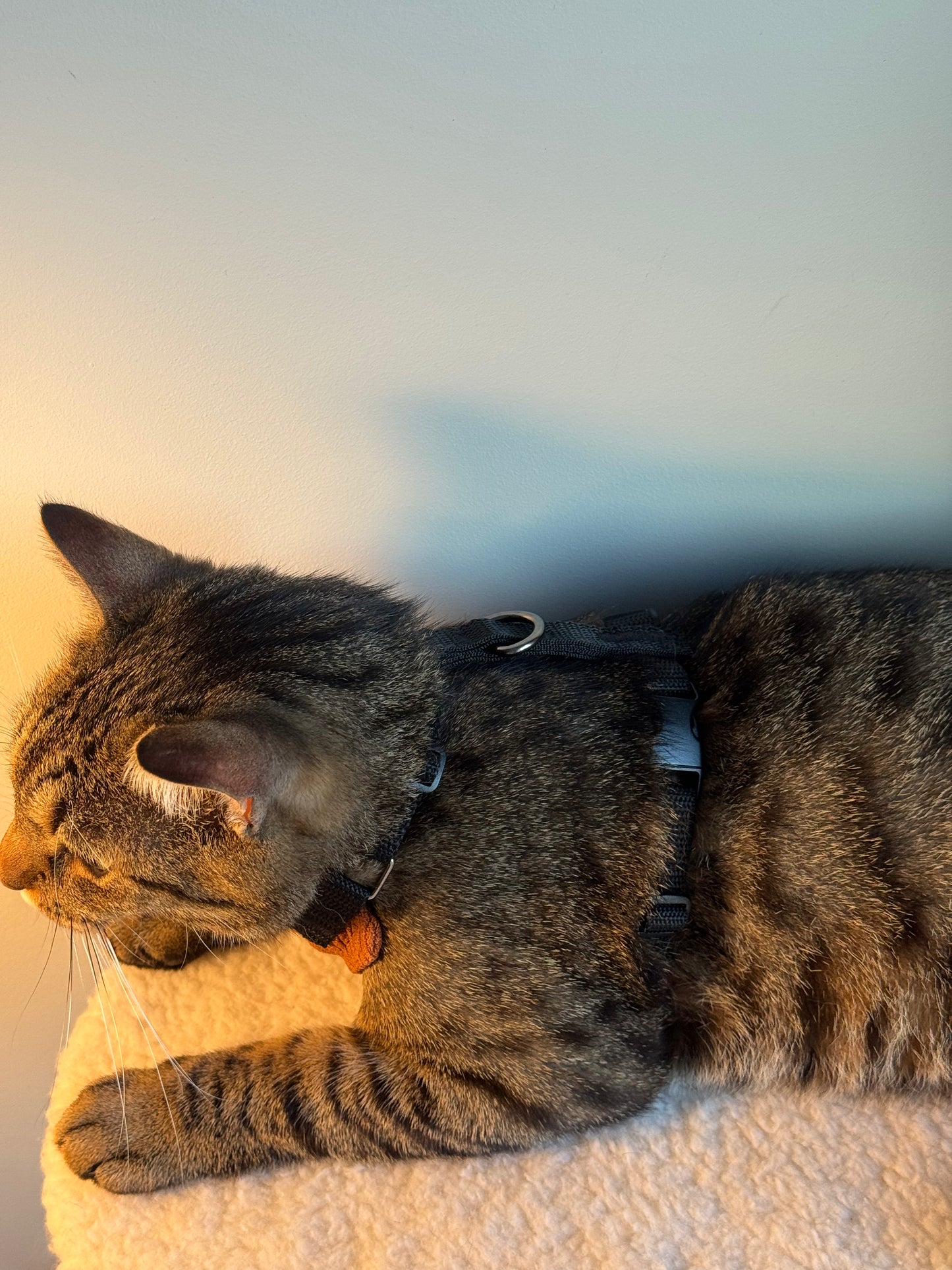 Adjustable handmade cat harness + a course on how to train your cat walk on a leash FOR FREE