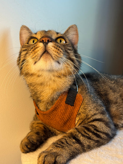 Adjustable handmade cat harness + a course on how to train your cat walk on a leash FOR FREE