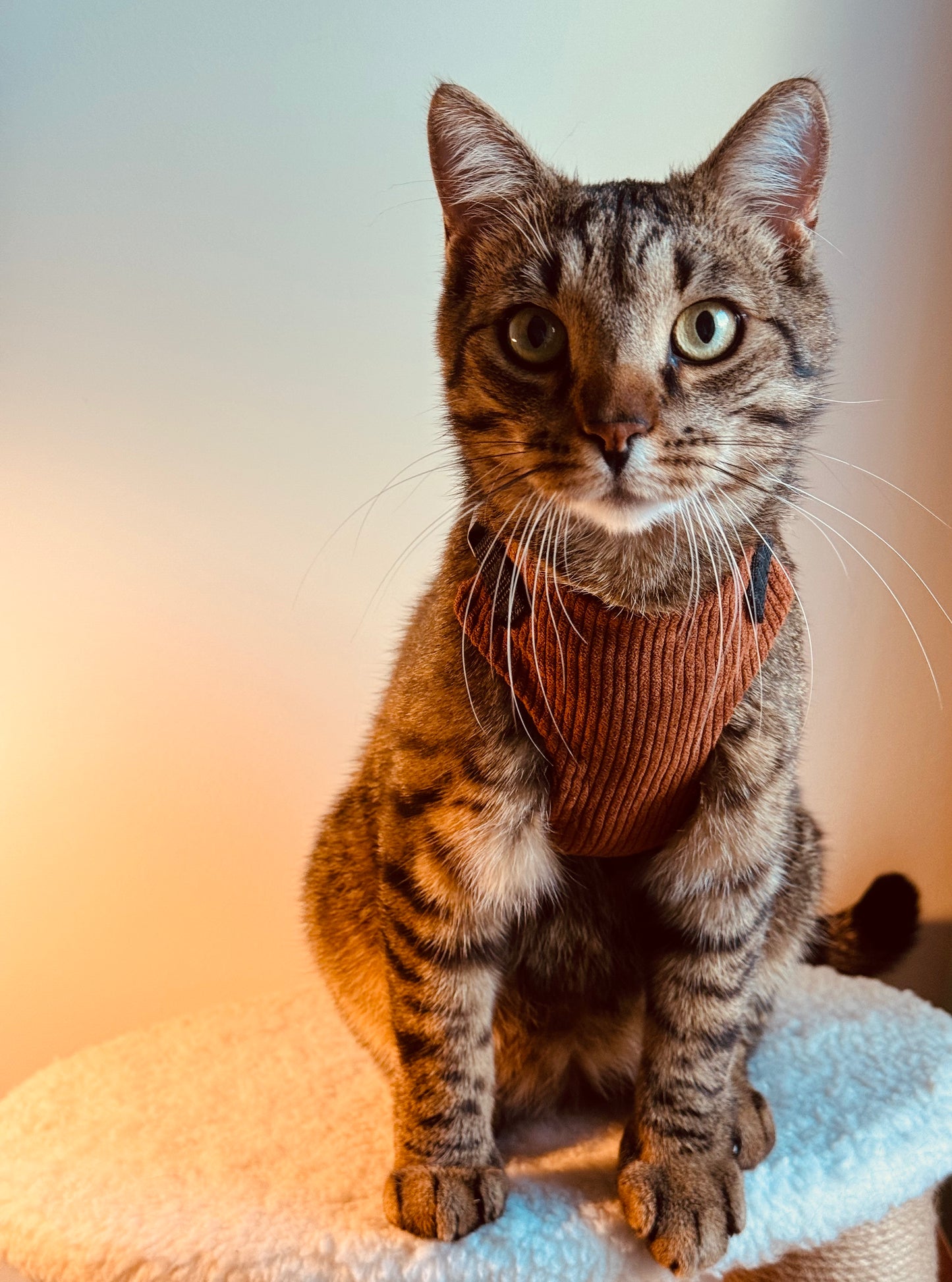 Adjustable handmade cat harness + a course on how to train your cat walk on a leash FOR FREE
