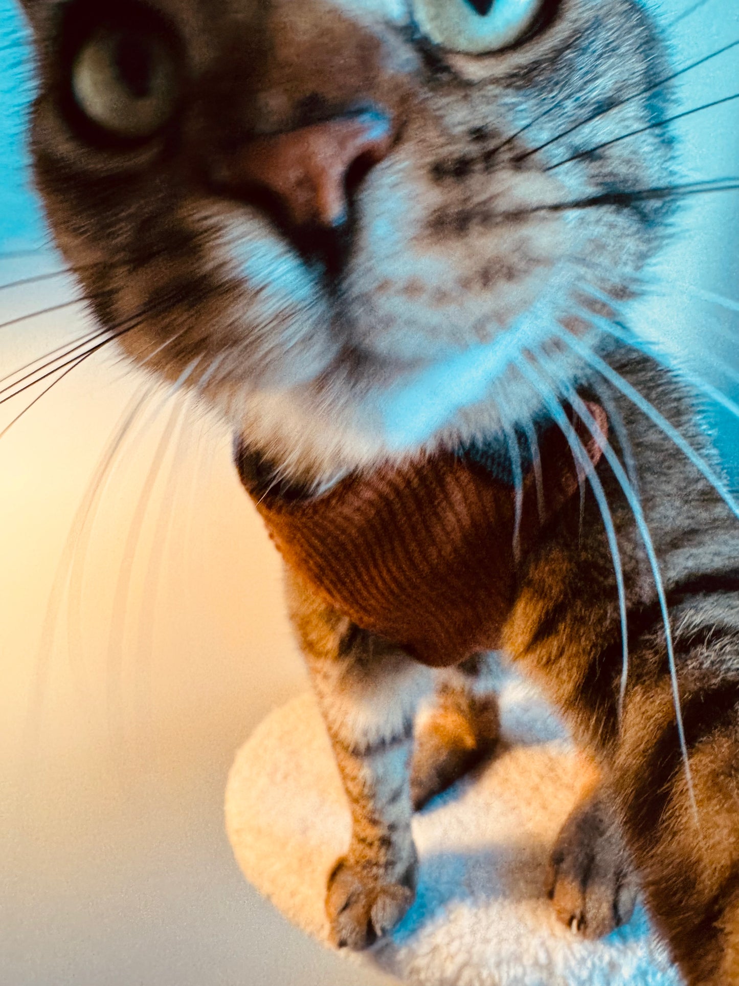 Adjustable handmade cat harness + a course on how to train your cat walk on a leash FOR FREE