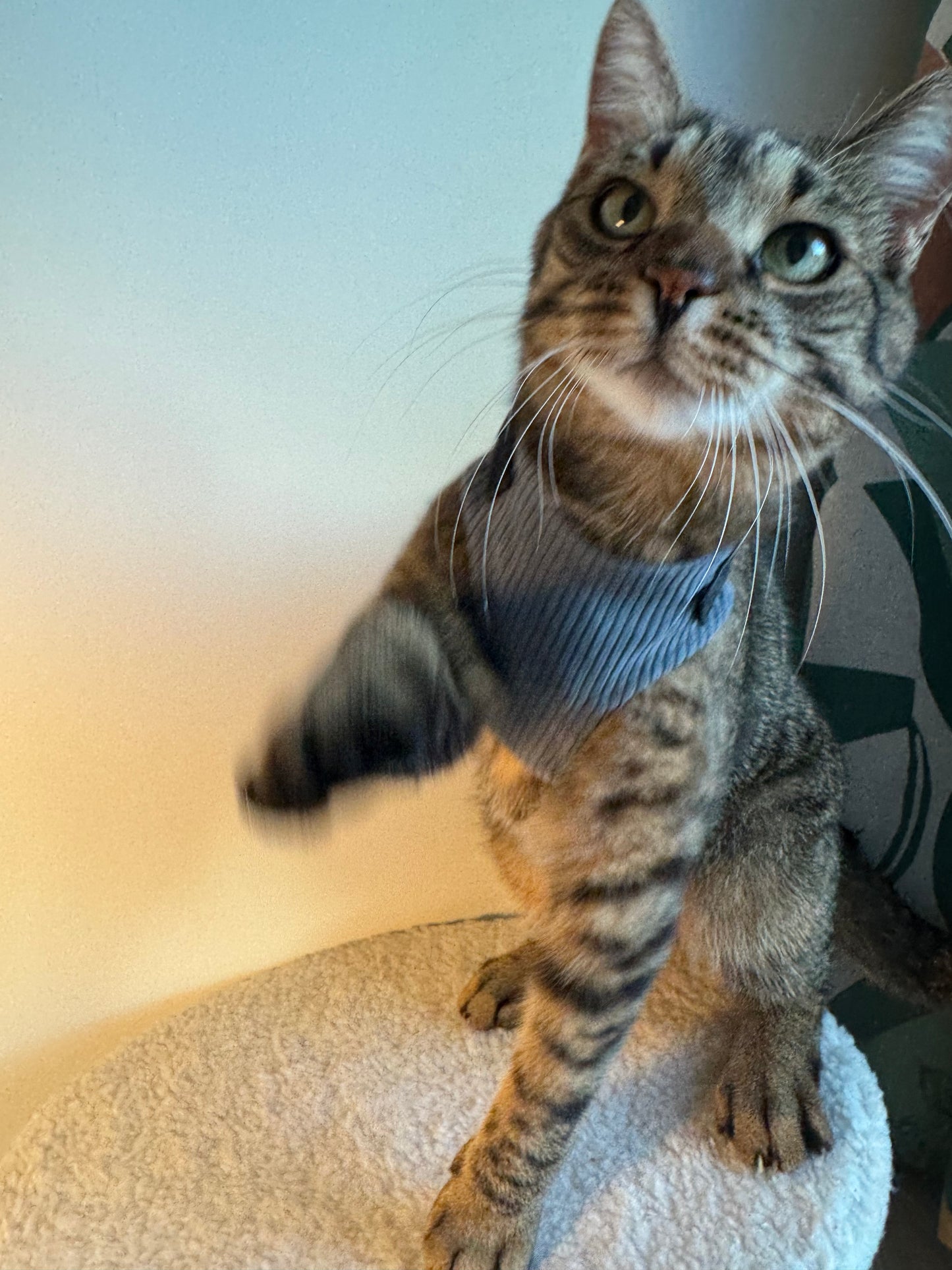 Adjustable handmade cat harness + a course on how to train your cat walk on a leash FOR FREE