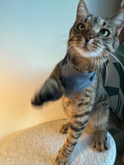 Adjustable handmade cat harness + a course on how to train your cat walk on a leash FOR FREE