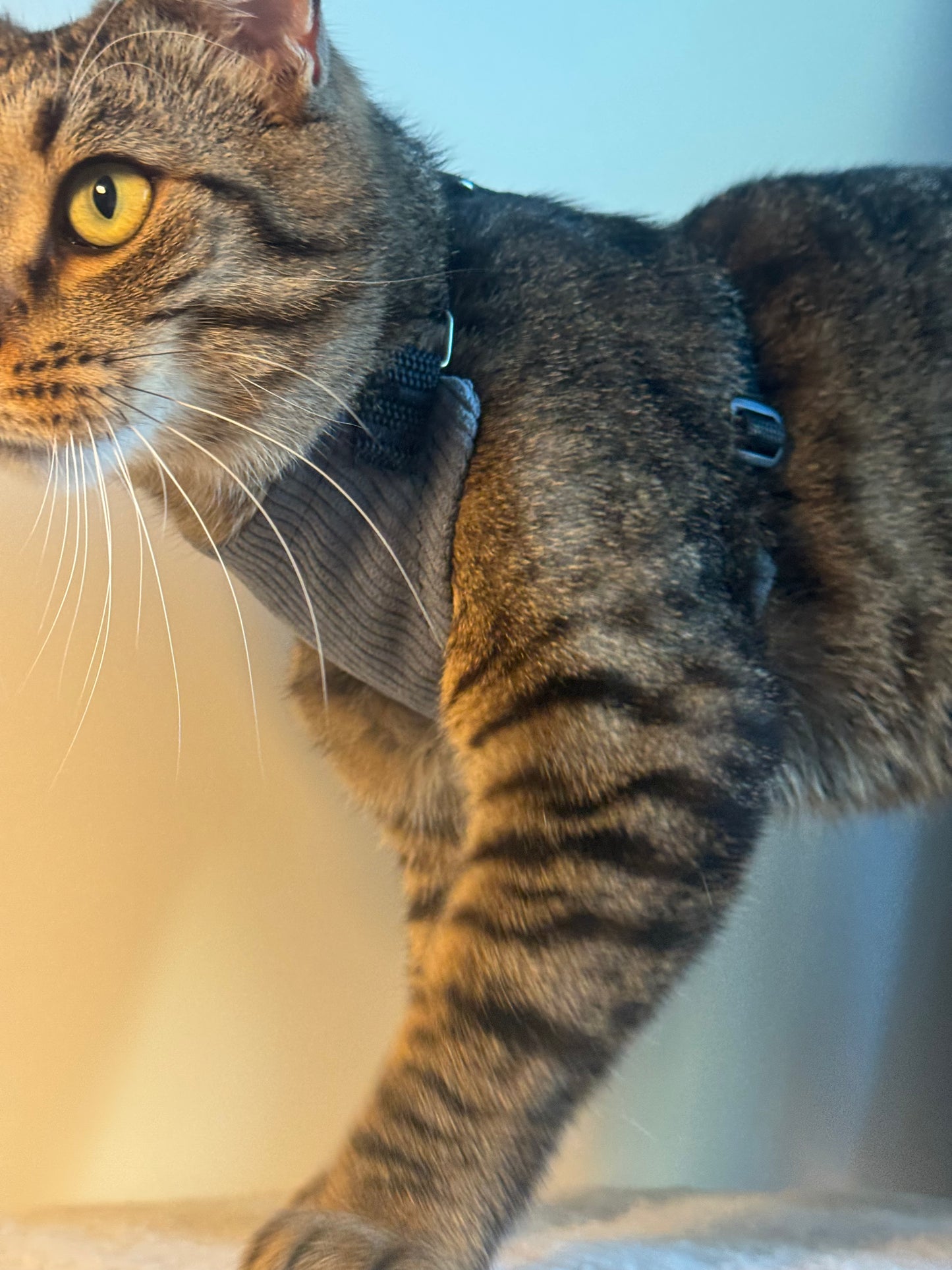 Adjustable handmade cat harness + a course on how to train your cat walk on a leash FOR FREE